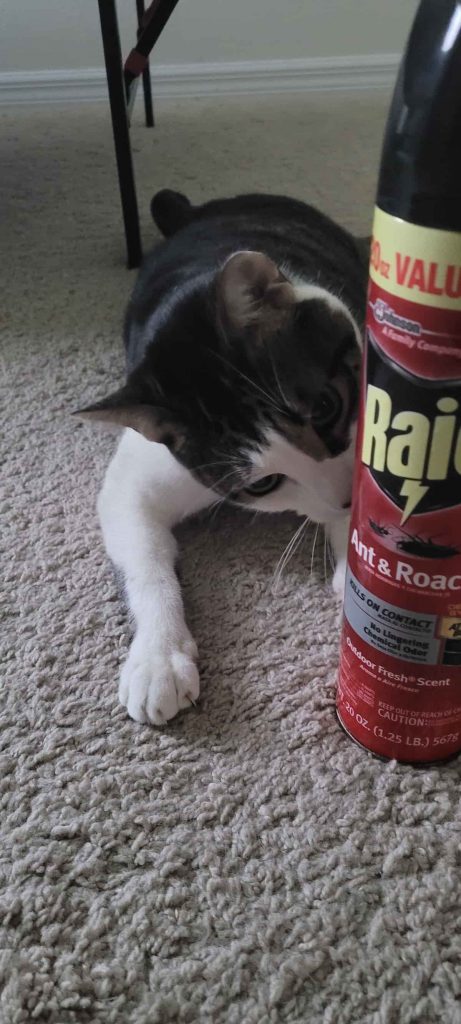 is raid toxic to dogs