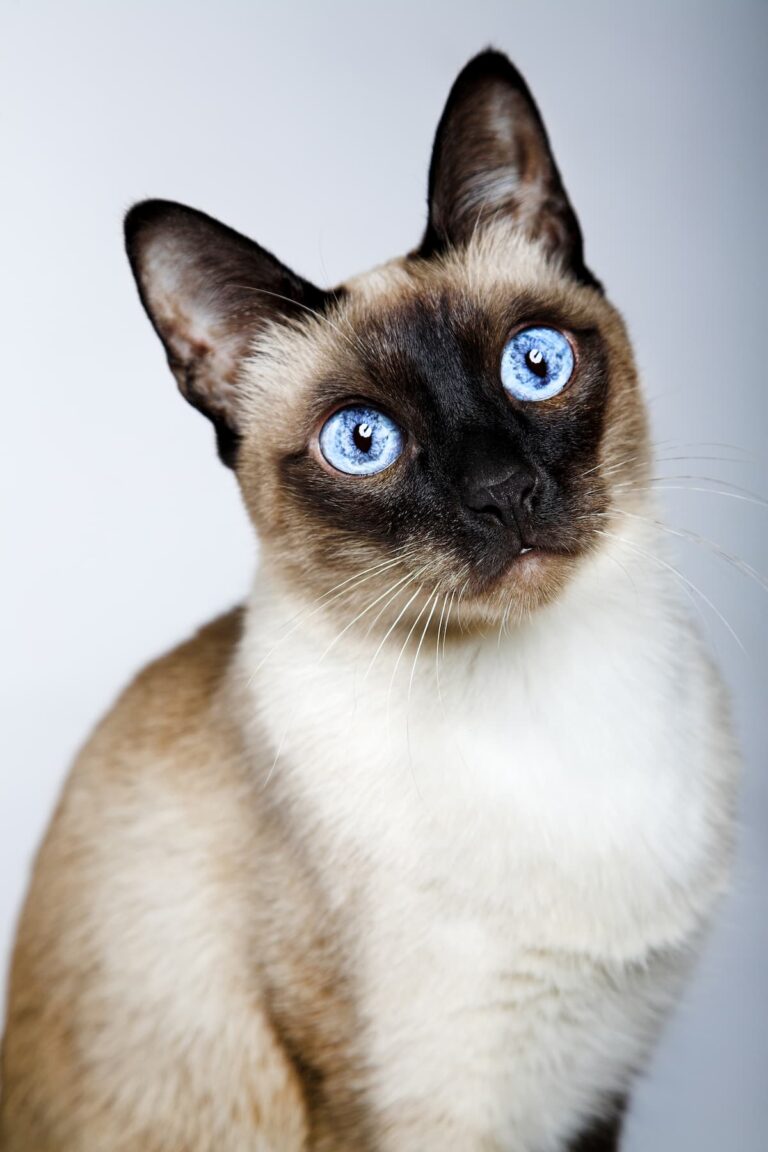 Can Siamese Cats Be Fluffy What You Should Know!