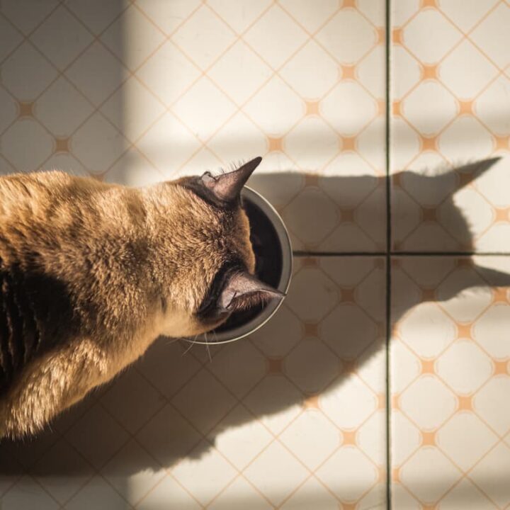 can cats eat normal food