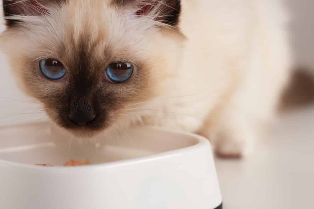 Can Siamese Cats Eat Tuna Here’s Our Take