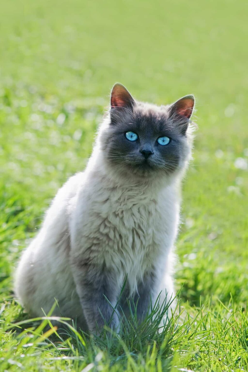 Can Siamese Cats Have Green Eyes The Myth Explained!