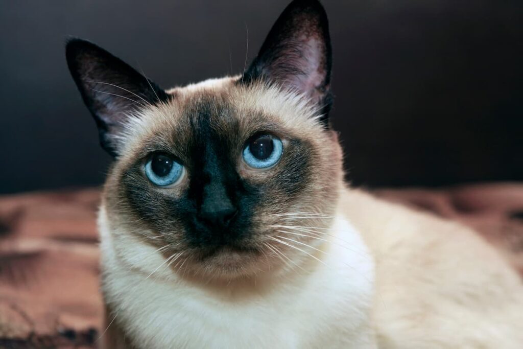 Can Siamese Cats Have Long Hair – Understanding Coat Length – FAQcats.com