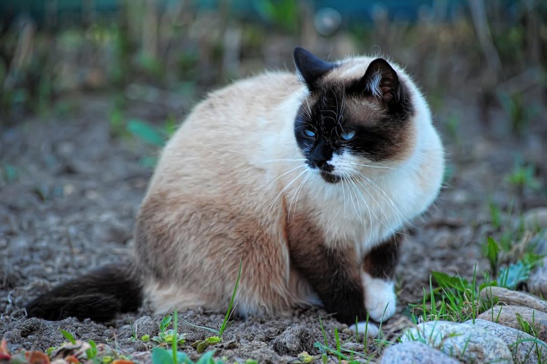 Can Siamese Cats Have White Paws The Interesting Answer!