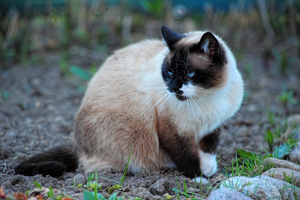 Can Siamese Cats Have White Paws The Interesting Answer!