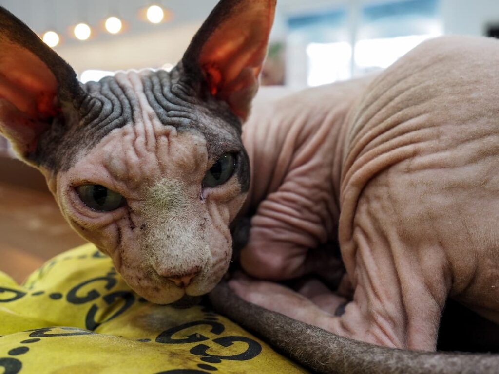 cats without hair