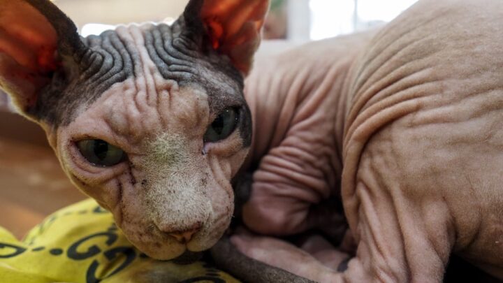Can Sphynx Cats Grow Hair – Things You Should Know  