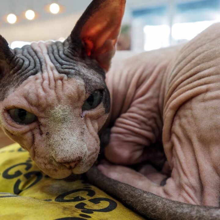 Sphynx cat best sale with hair