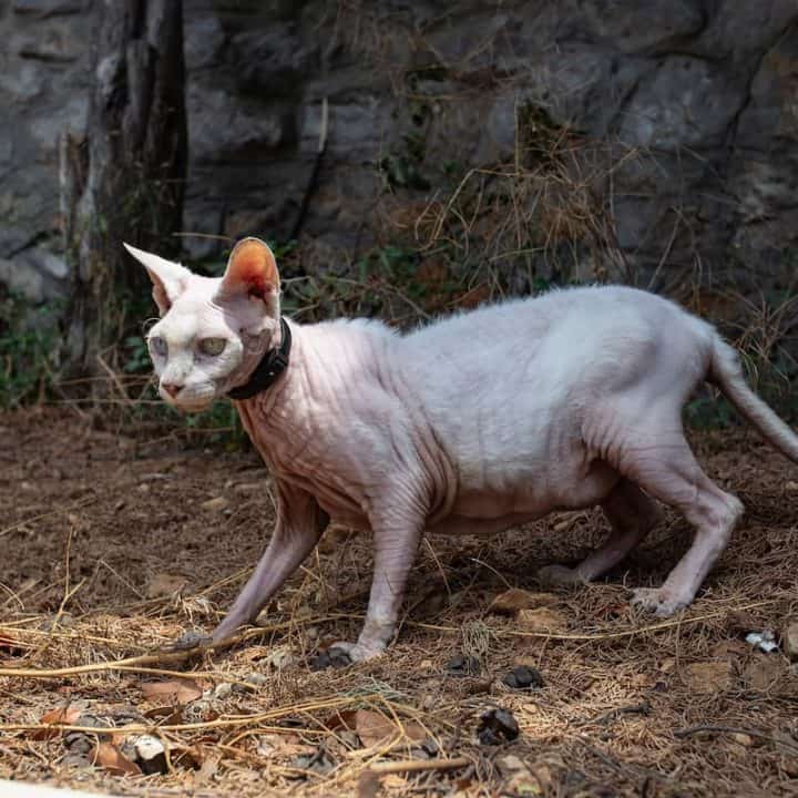 Can Sphynx Cats Wear Collars Everything You Should Know FAQcats