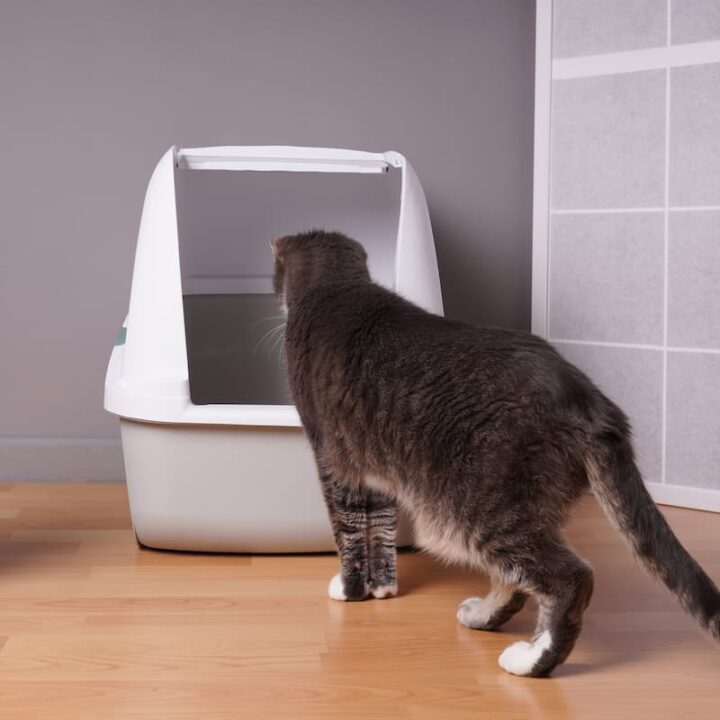 Can Two Cats Use The Same Litter Box Here’s The Answer