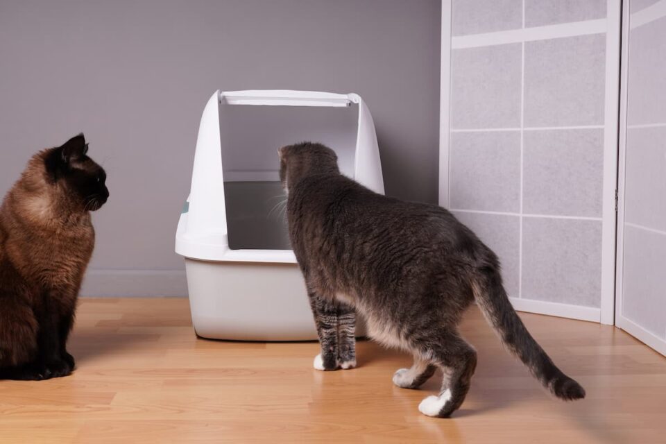 Can Two Cats Use The Same Litter Box Here’s The Answer