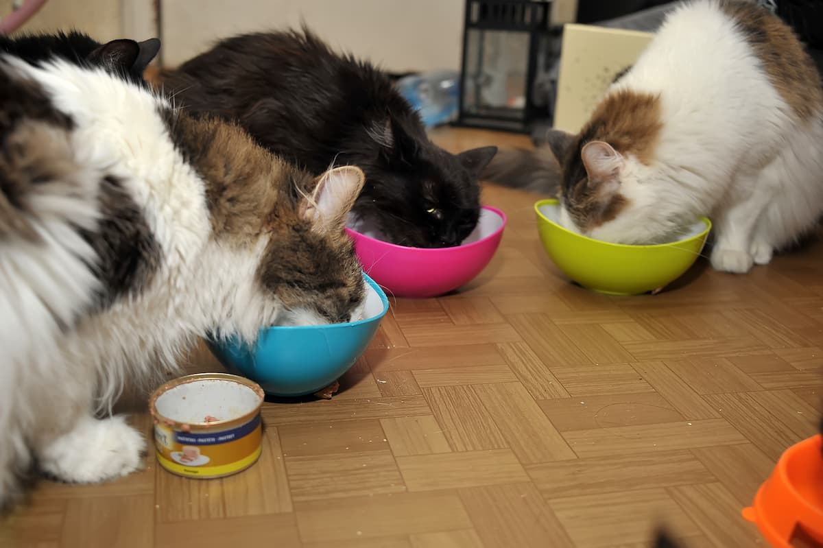 Can You Adopt Cats At Petsmart Cost Process More Info FAQcats