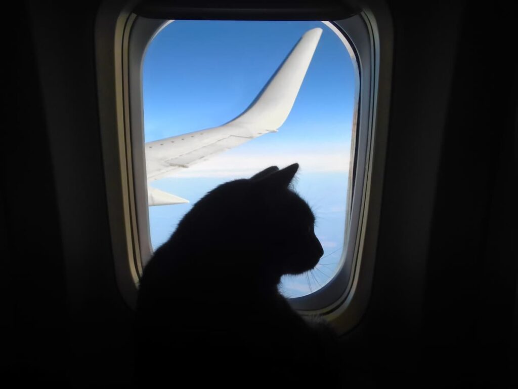 Can You Bring 2 Cats On A Plane Traveling Policies & Info