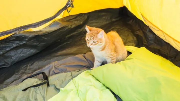 Can You Bring Cats Camping &ndash; Tips & Strategies