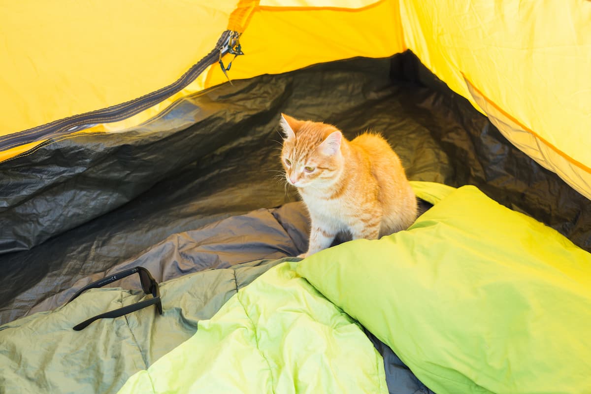 Can You Bring Cats Camping Tips & Strategies