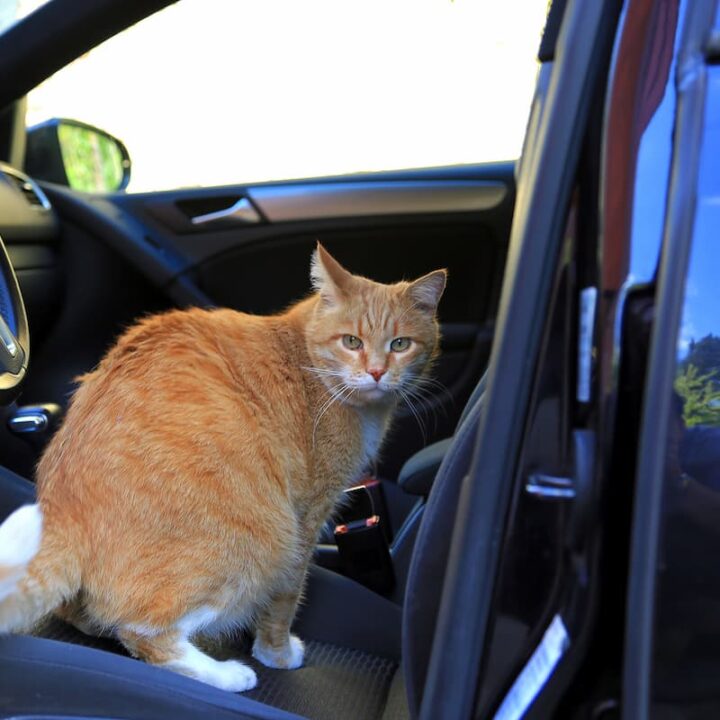 can you take your dog in a lyft