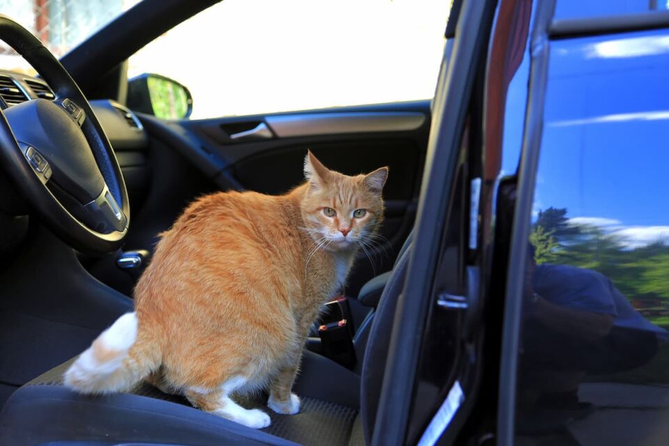 Can You Bring Cats In A Lyft Traveling Tips & More