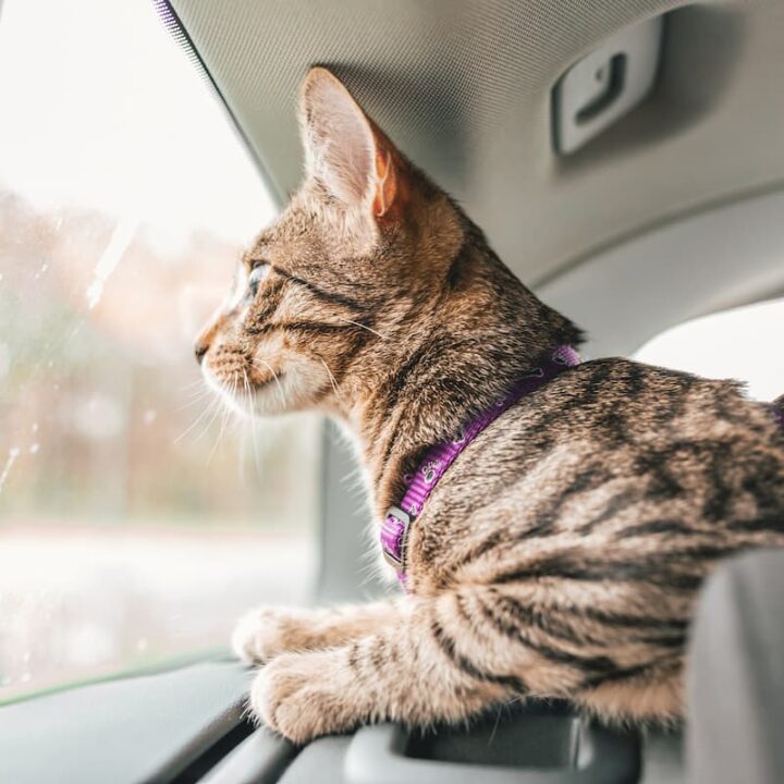Can You Bring Cats In An Uber Traveling Tips & More