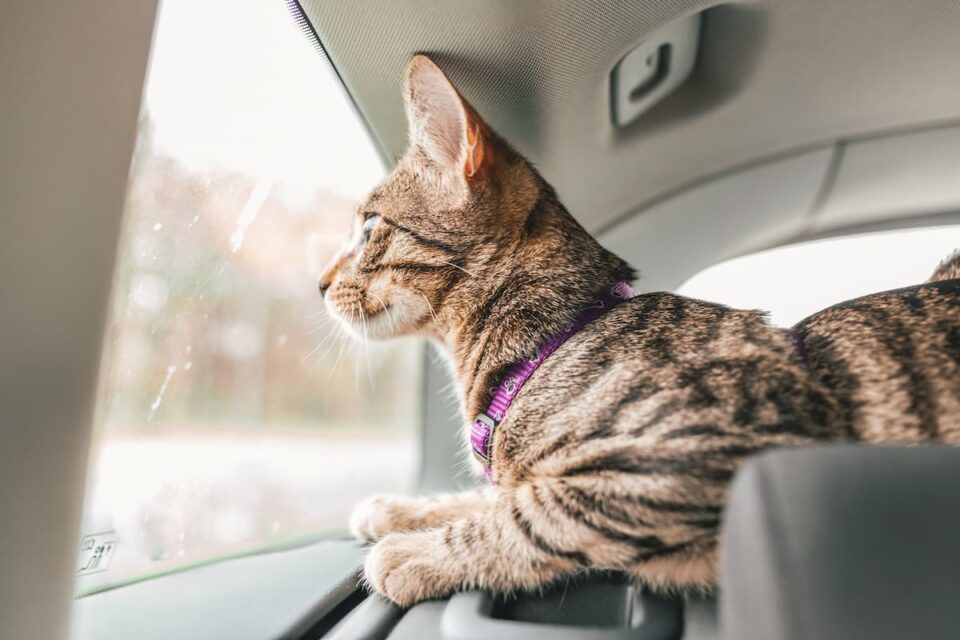Can You Bring Cats In An Uber Traveling Tips & More