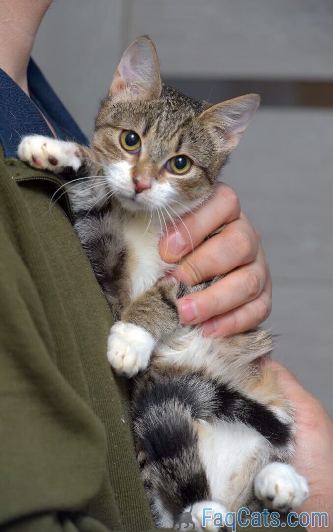 Can You Get Cats On Craigslist Policies & Info