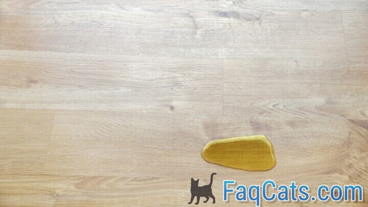 Can You Get High From Cat Urine – Myth Or Fact