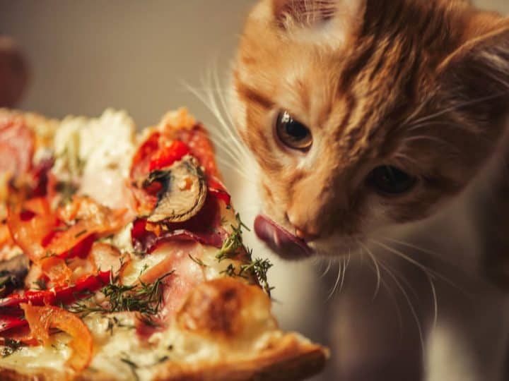 Canned Wet Kitten Food Chicken Salmon Pate Stella Chewy's