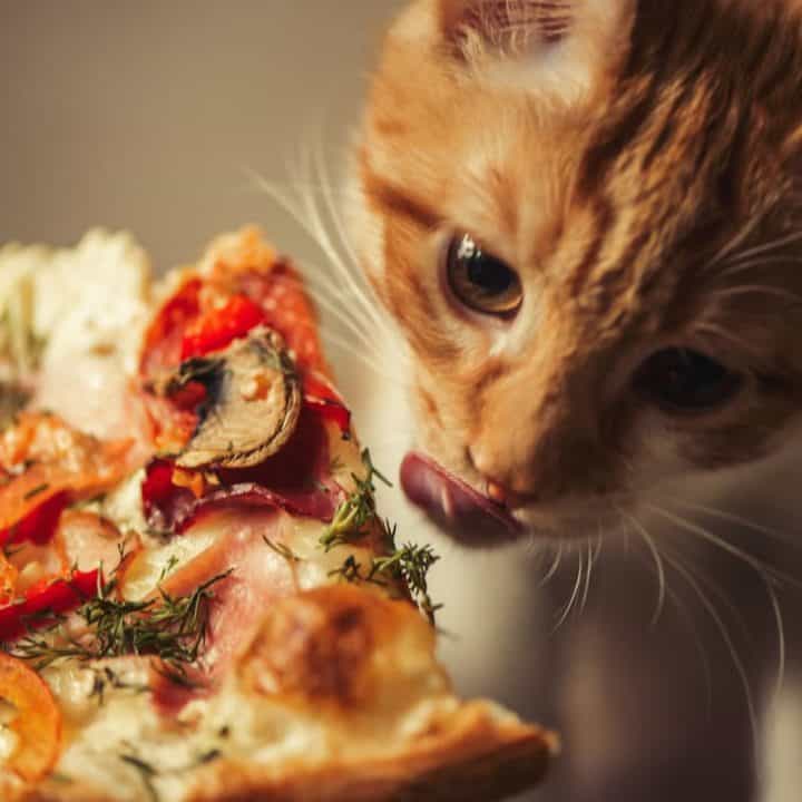 Can You Get Sick From Eating After A Cat What To Know!