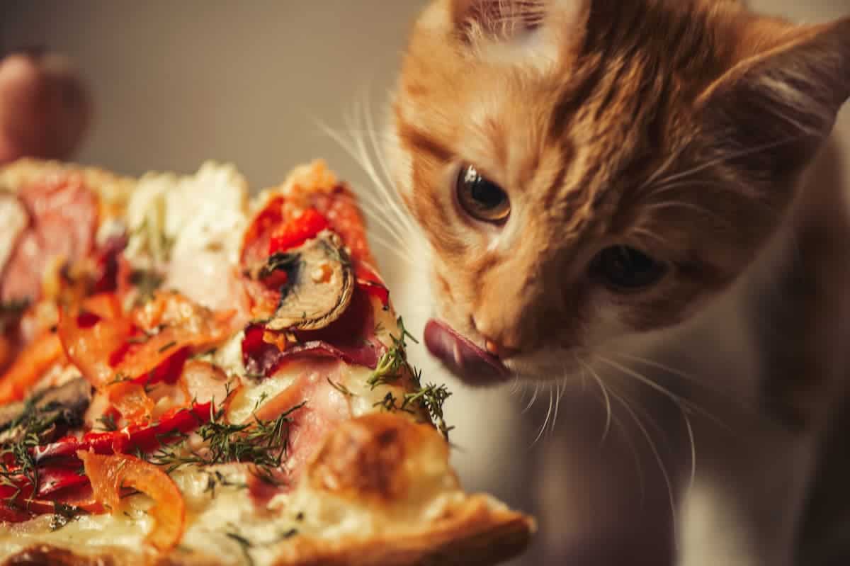 Sharing dishes clearance with cats