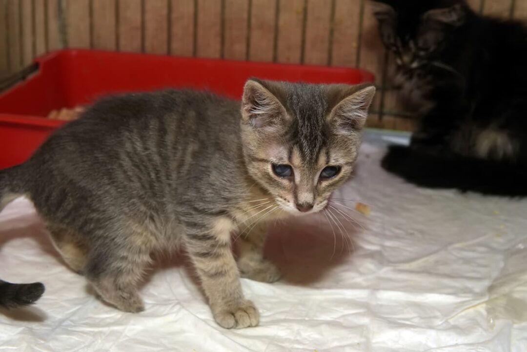 Can You Keep A Kitten In A Playpen Are They Safe?