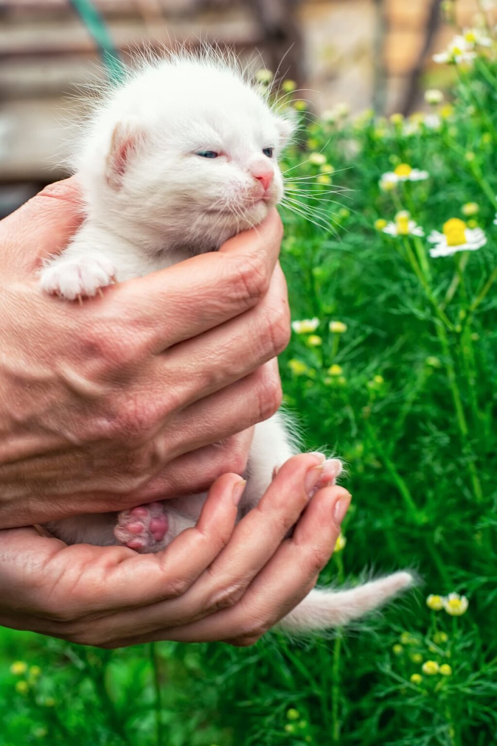 Can You Touch Newborn Kittens Safely Handling Your Pet