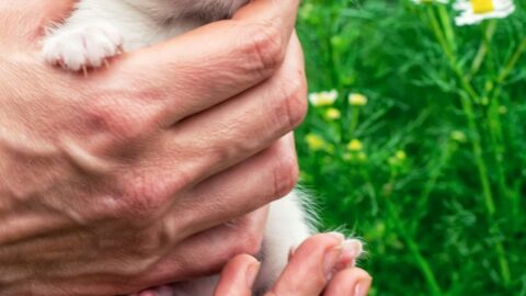 When Can Kittens Leave Their Mother – A Timeline – FAQcats.com