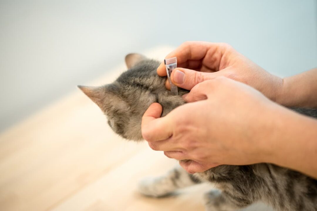 Can You Use Advantage For Dogs On Cats What To Know