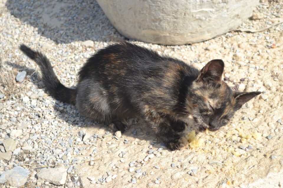 Can You Use Dirt For Cat Litter Alternatives & Tips!