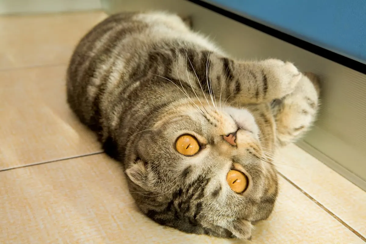 furbo treats for cats