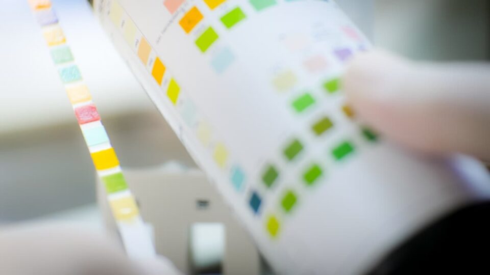 Can You Use Human Urine Test Strips for Cats The Answer