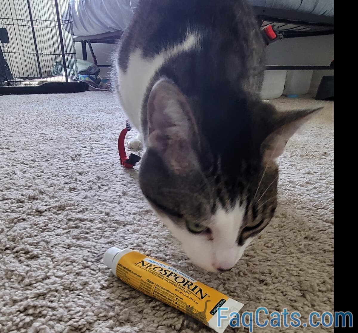 Can You Put Neosporin In A Dogs Eye