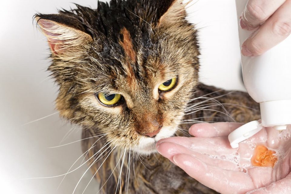 Can You Use Shampoo On Cats What You Should Know!