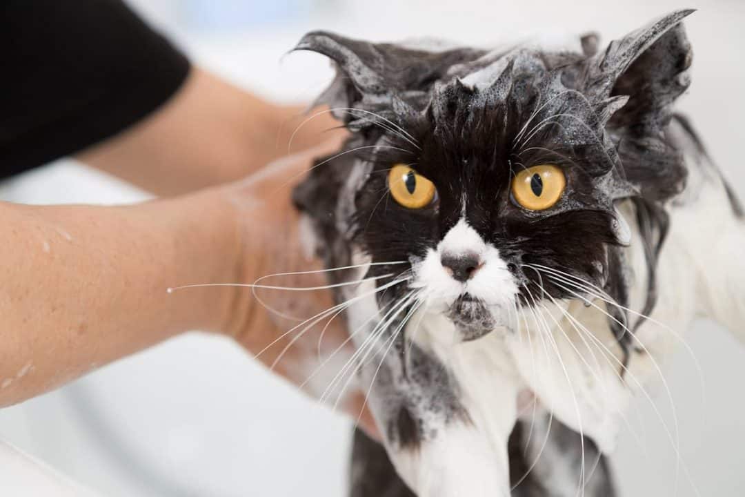 Can You Wash Cats With Dish Soap Is It Safe FAQcats