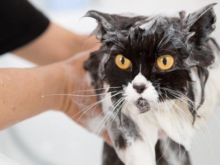 Can You Wash Cats With Dish Soap Is It Safe Faqcats Com