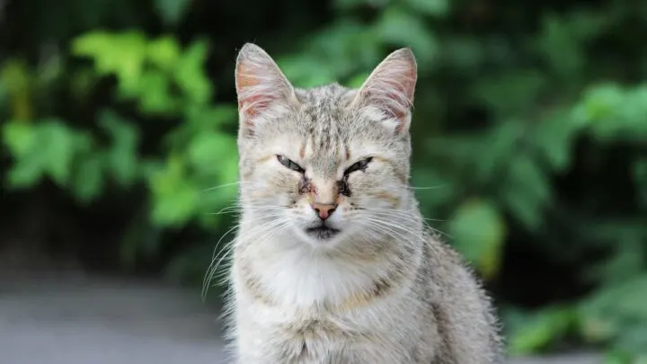 Cat Eye Boogers &ndash; What Are They, & How To Deal With Them