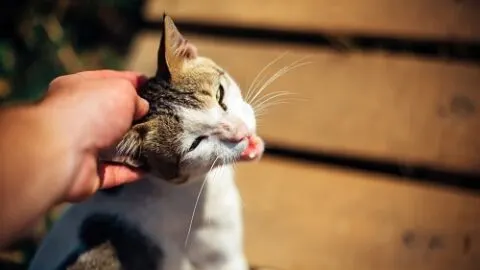 Cat Head Shaking Like Parkinson&rsquo;s &ndash; Causes, & Treatments