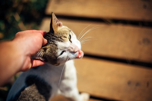 Cat Head Shaking Like Parkinson S Causes Treatments Faqcats Com