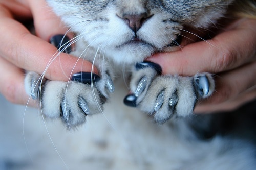 Cat Nail Caps Pros And Cons – Are They A Safe Solution? – 