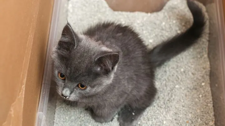 Cat Pee Not Clumping &ndash; Reasons Why and Helpful Solutions