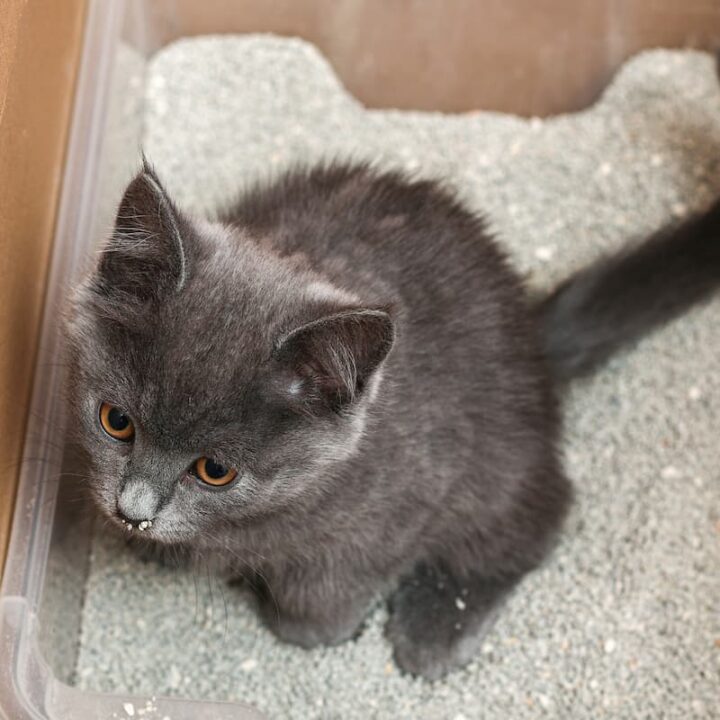 Cat Pee Not Clumping Reasons Why and Helpful Solutions