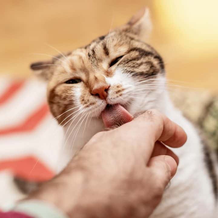 Cat Sticks Tongue Out When Petted 8 Reasons Why!