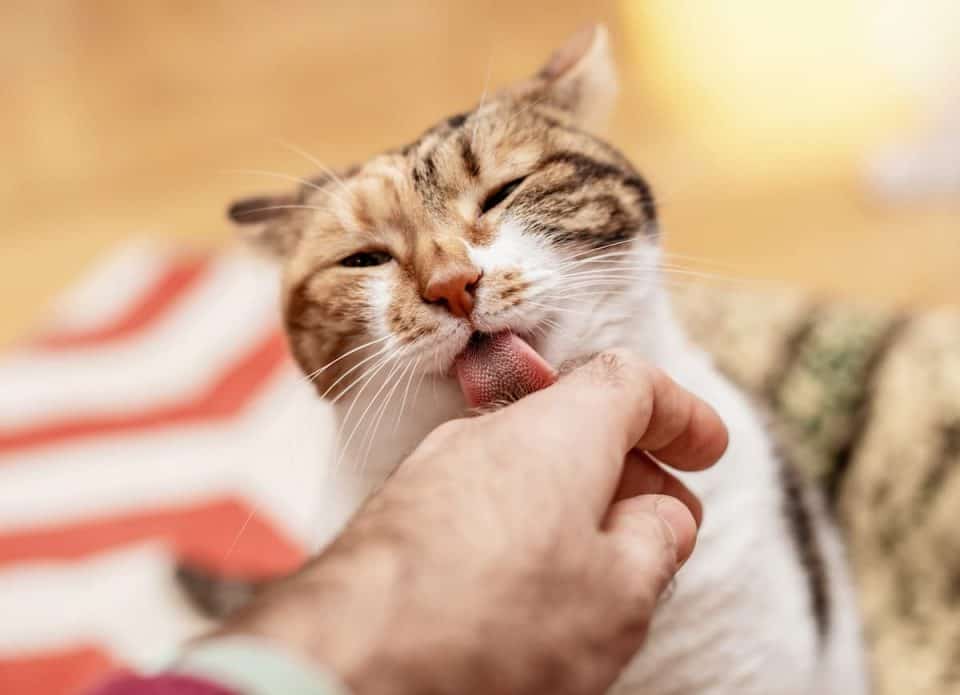 cat-sticks-tongue-out-when-petted-8-reasons-why-faqcats