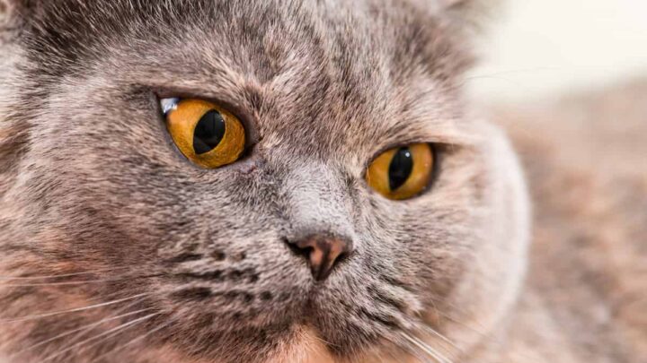 Cat With Orange Eyes 7 Breeds That Have Them FAQcats