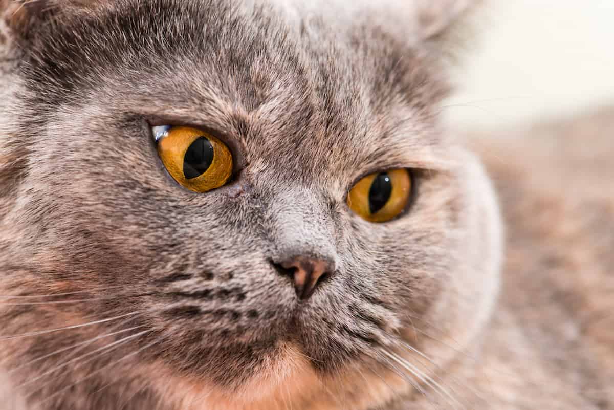 cat-with-orange-eyes-7-breeds-that-have-them-faqcats