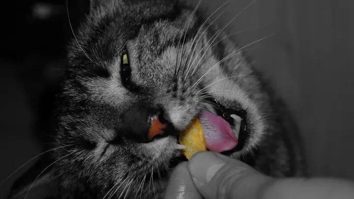 Cats Eat Doritos &ndash; Is It A Safe Treat?