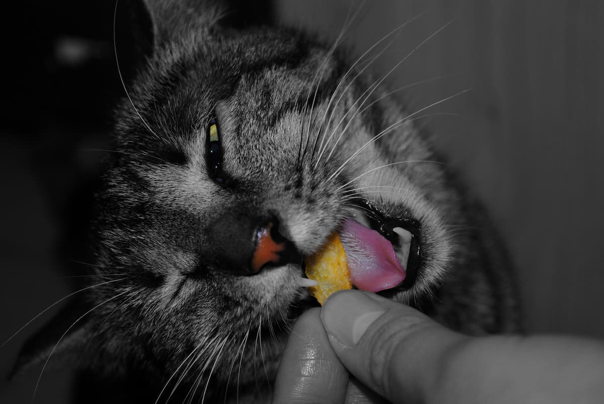 Cats Eat Doritos Is It A Safe Treat?